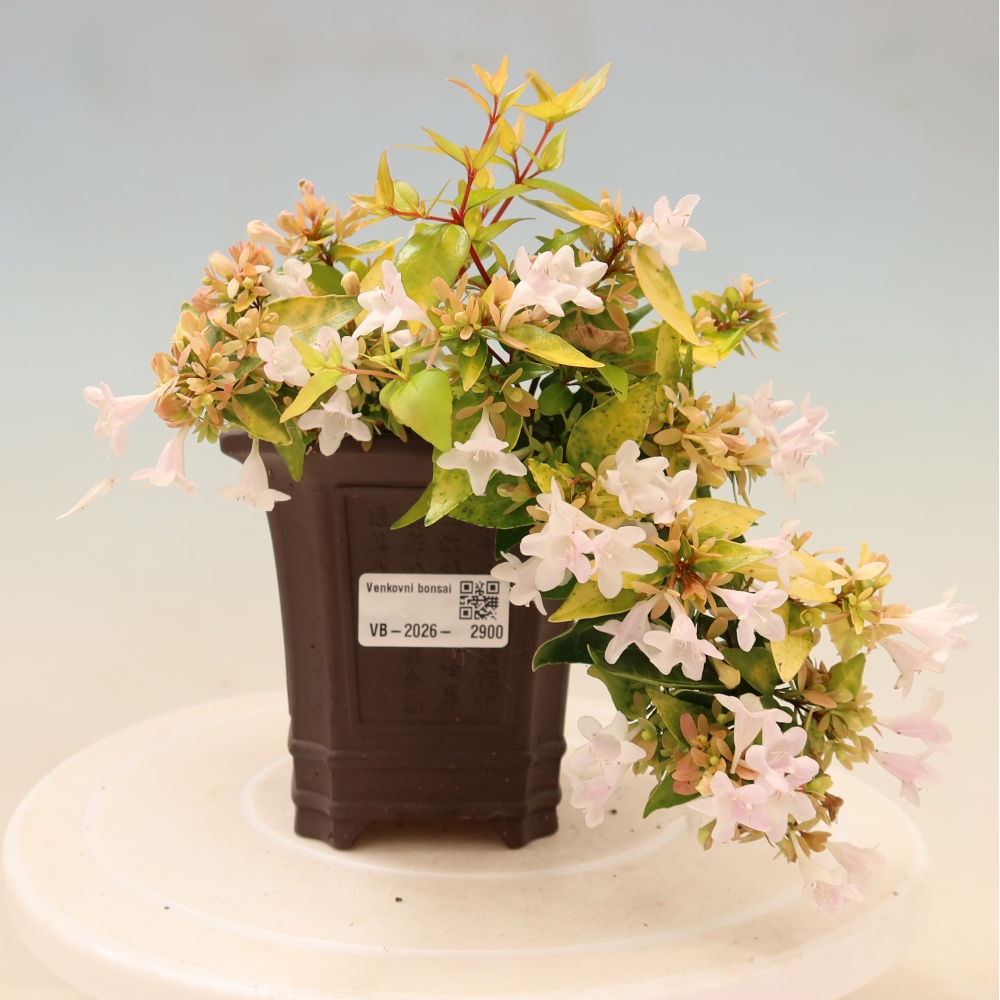 Bonsaï d'extérieur - Abelia gr. Kleidoscope - Abélie à grandes fleurs