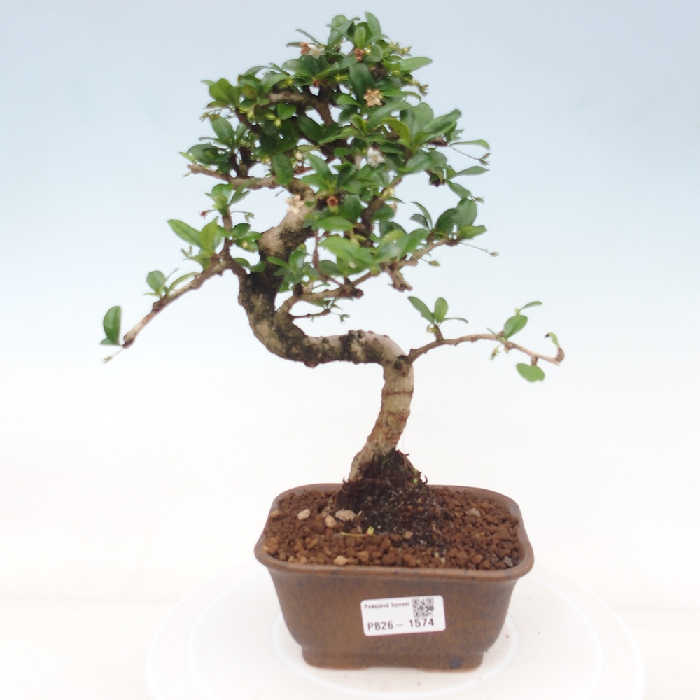 Bonsaï de chambre - Carmona macrophylla - Tea fuki