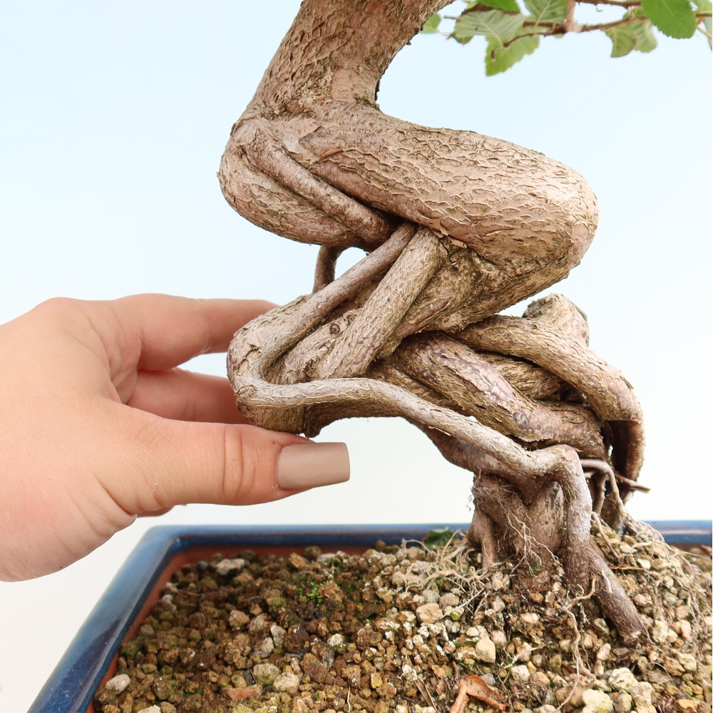 Bonsaï d'extérieur -Carpinus CARPINOIDES - Charme de Corée