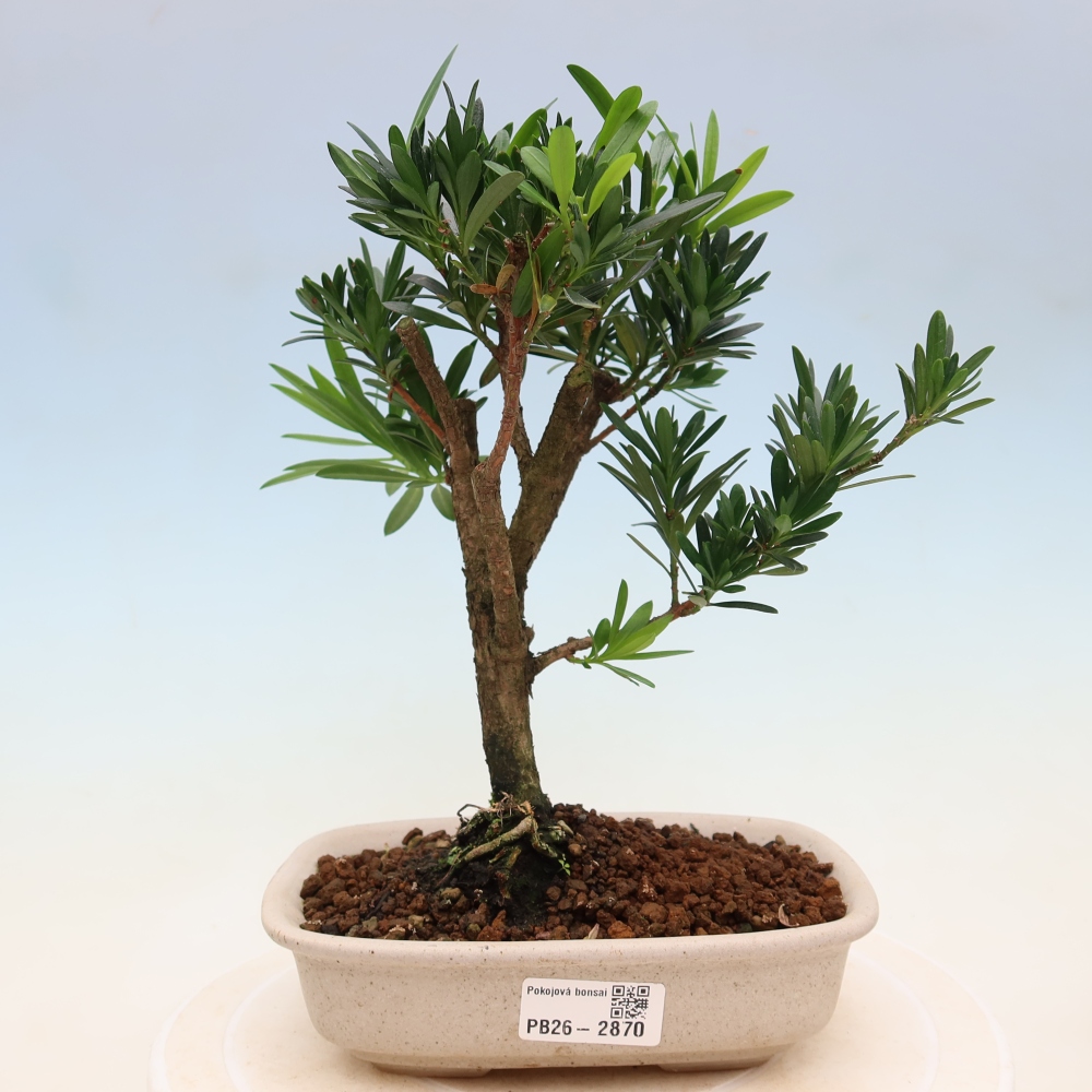 Salle bonsaï - Podocarpus - If en pierre