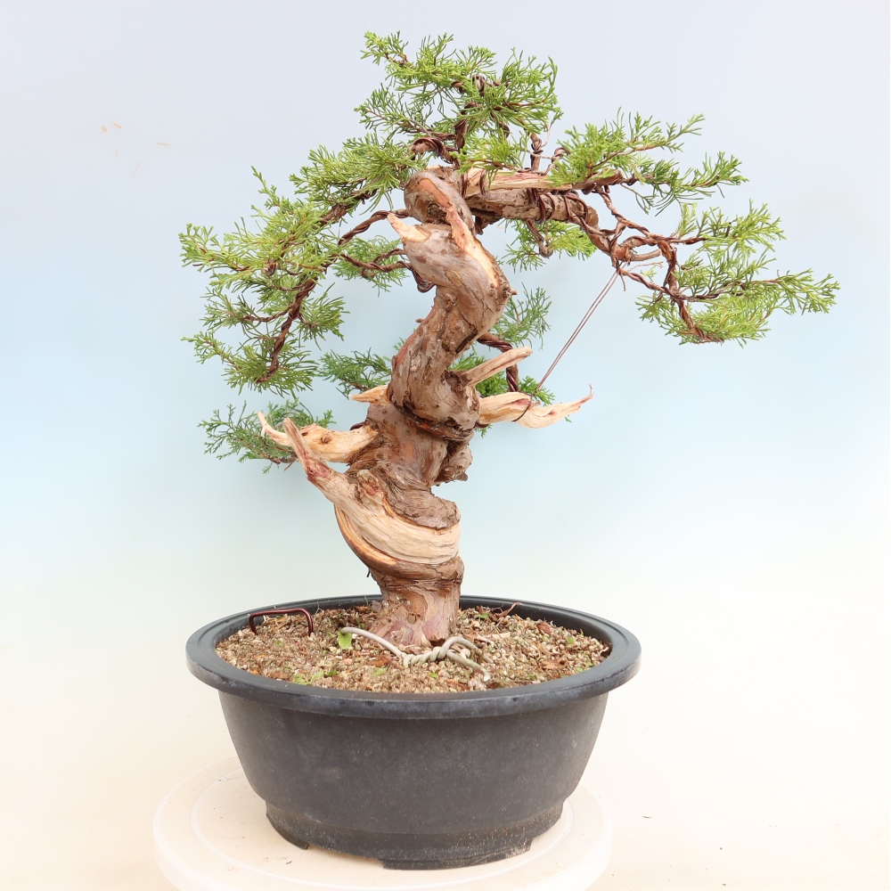 Bonsaï d'extérieur - Juniperus chinensis Itoigawa-Juniperus chinensis