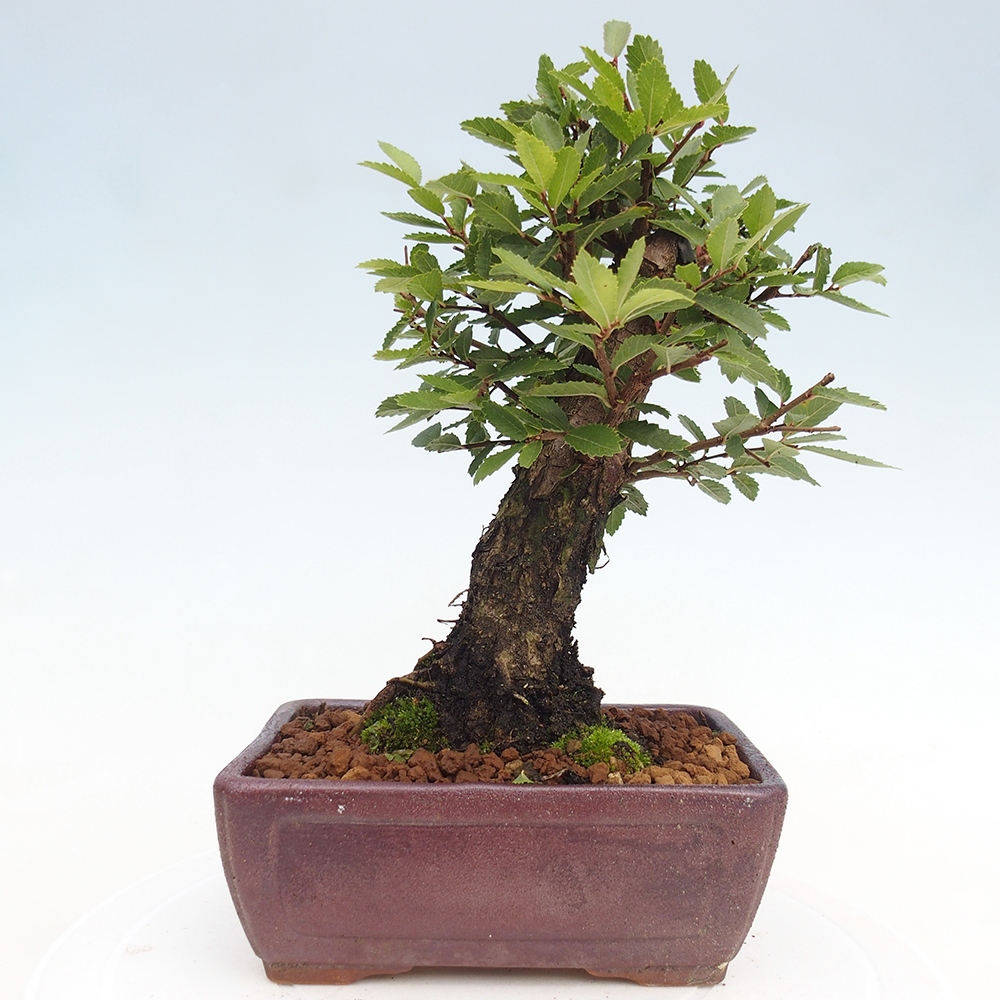 Bonsaï d'extérieur - Zelkova - Zelkova NIRE