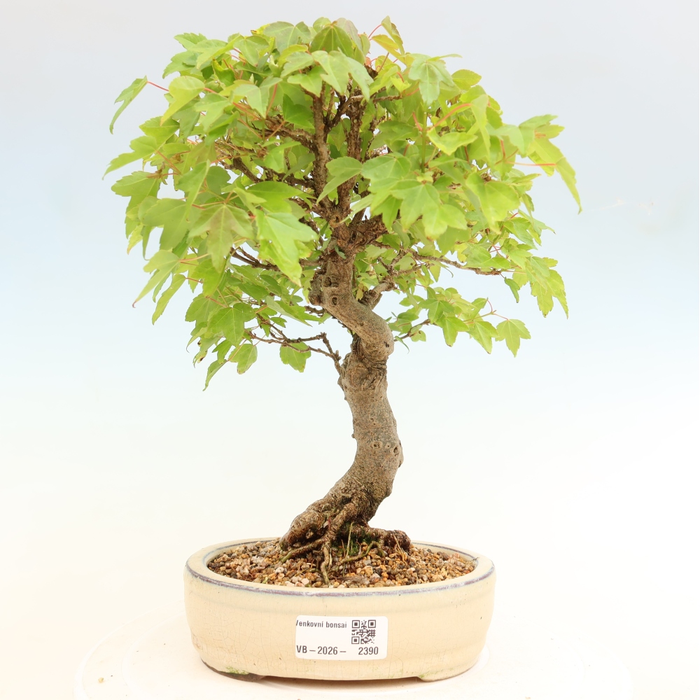 Bonsaï d'extérieur - Maple Burger - Acer Burgerianum