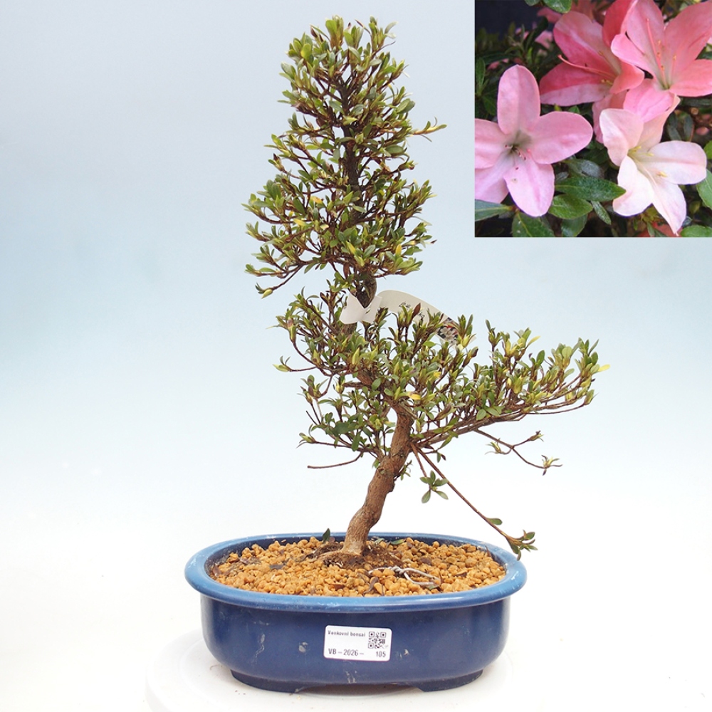 Bonsaï d'extérieur - Azalée japonaise - Azalea Nikko