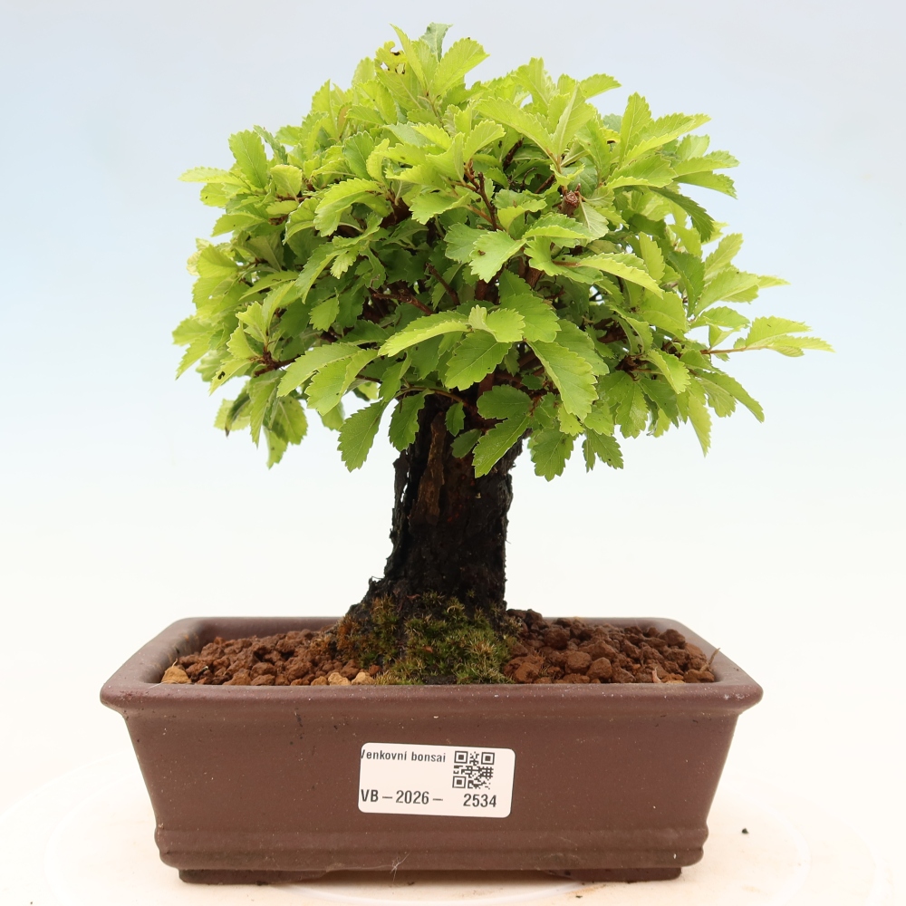 Bonsaï d'extérieur - Zelkova - Zelkova NIRE