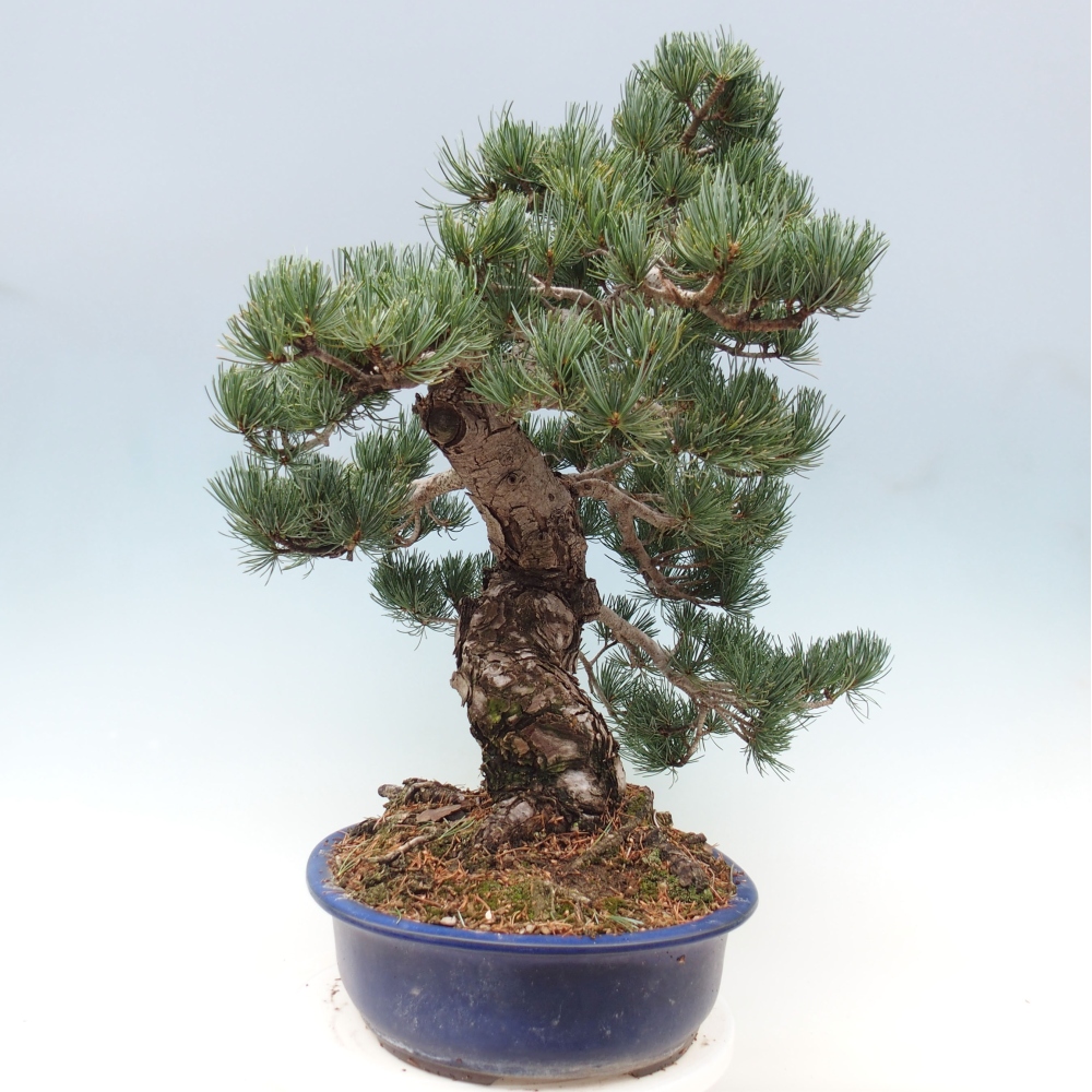 Bonsaï d'extérieur - Pinus parviflora - Pinus parviflora