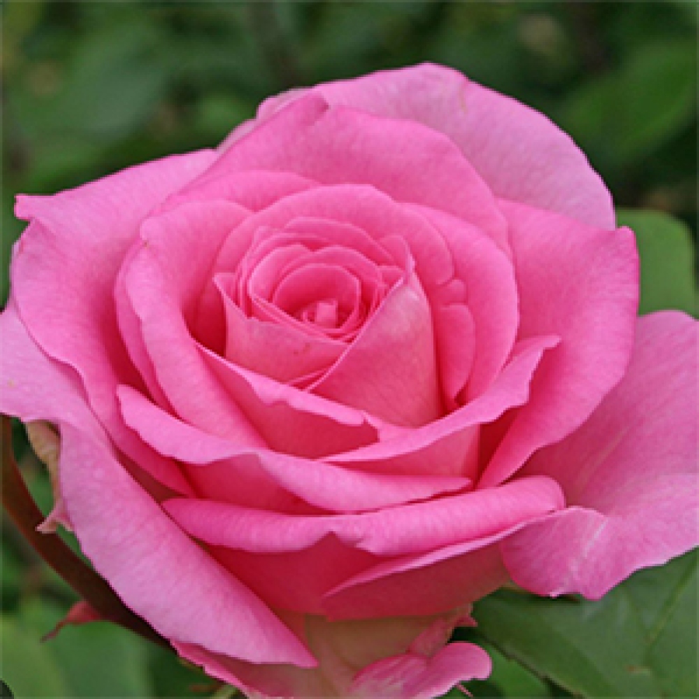 Bonsaï d'extérieur - Rosa Kordes - rose
