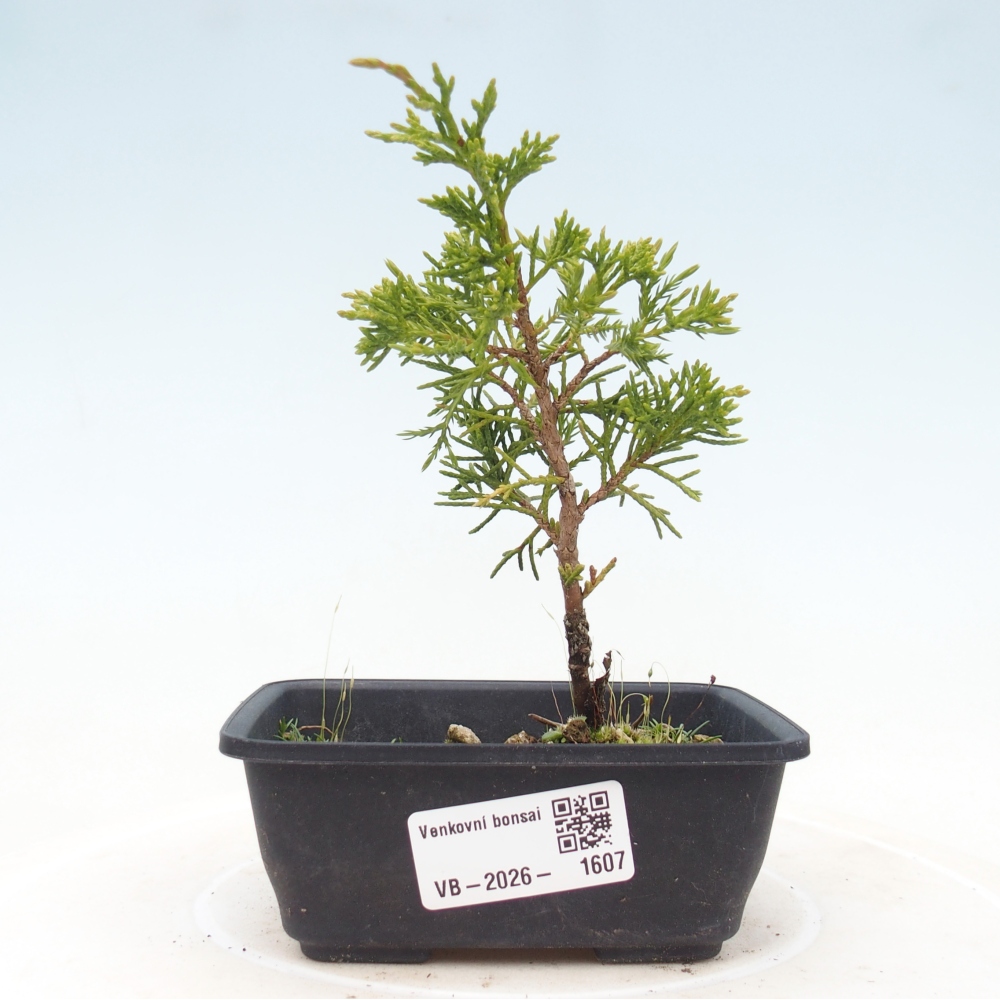 Bonsaï d'extérieur - Juniperus chinensis Itoigawa