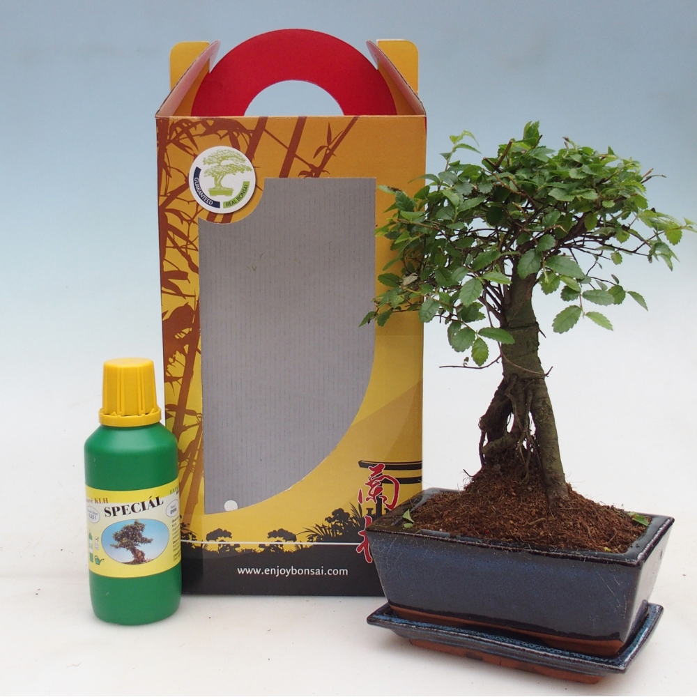 Ulmus parvifolia - Orme de Chine