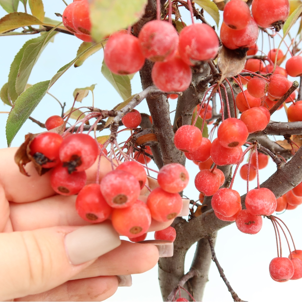 Bonsaï d'extérieur -Malus domestica - Pommier à petits fruits et à feuilles rouges