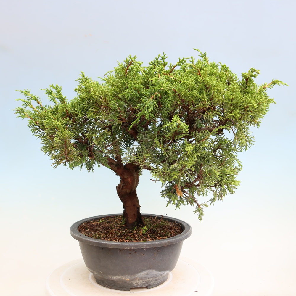 Bonsaï d'extérieur - Juniperus chinensis Itoigawa-Juniperus chinensis