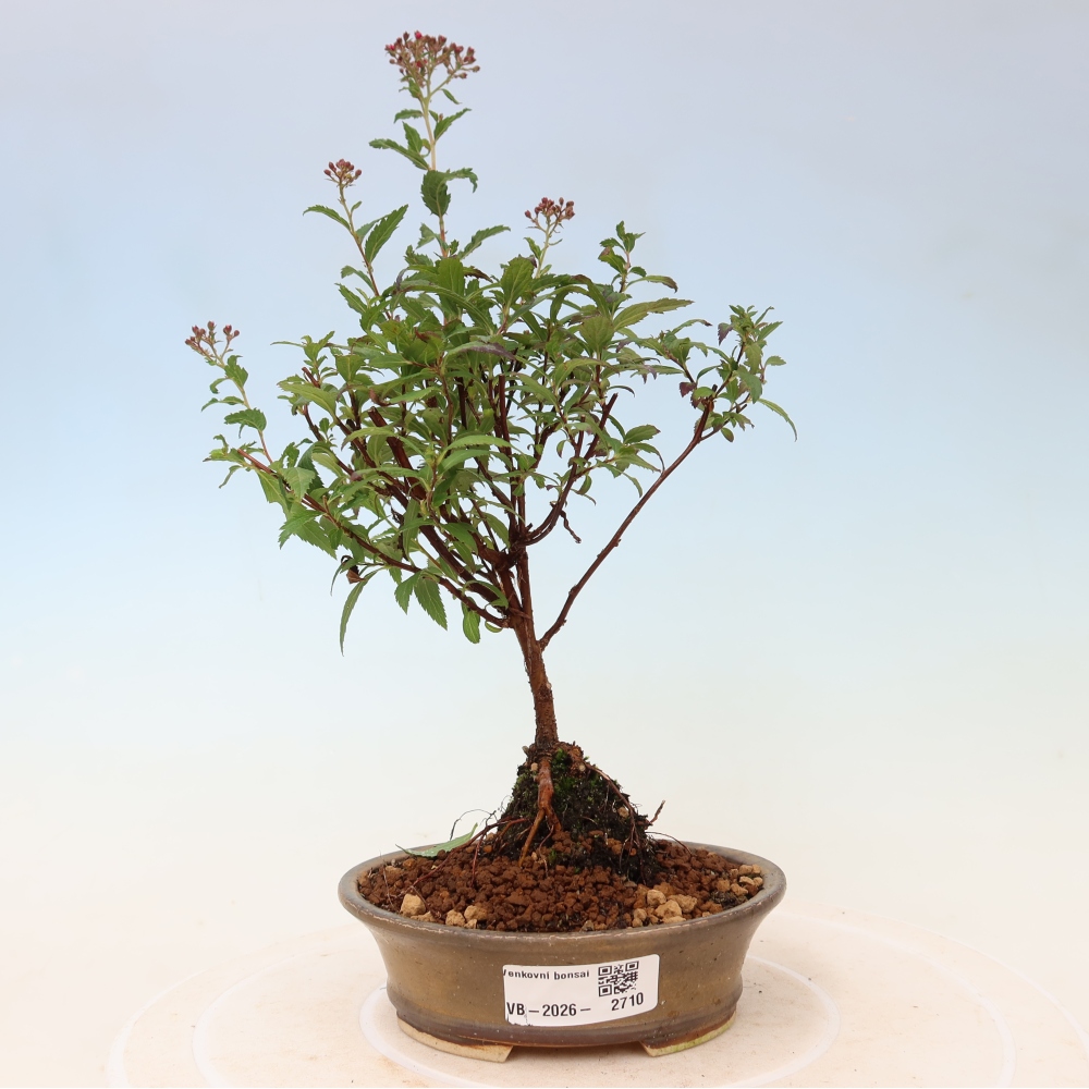 Bonsaï d'extérieur - spirée du Japon - Spirea japonica Anthony Waterer