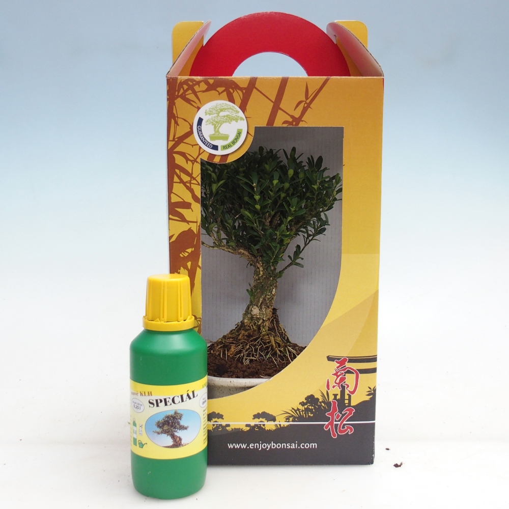 Bonsaï de chambre en boîte cadeau Buxus harlandii - buxus liège