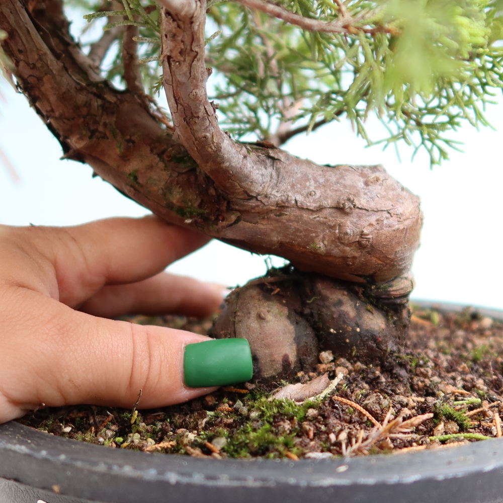 Bonsaï d'extérieur - Juniperus chinensis Itoigawa-Juniperus chinensis
