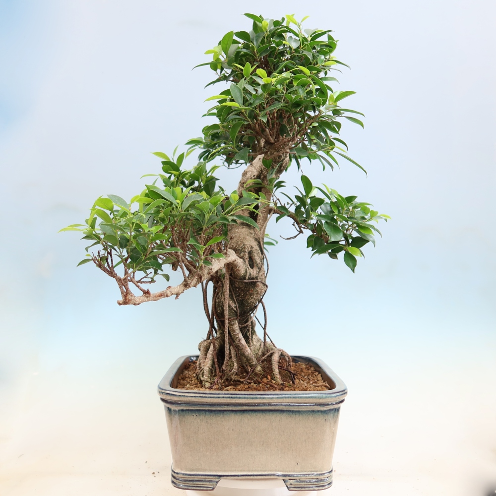 Salle bonsaï - Ficus kimmen - ficus à petites feuilles