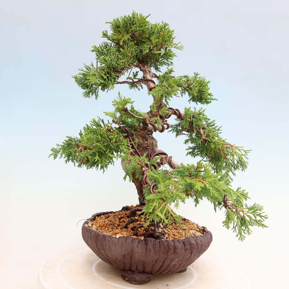 Bonsaï d'extérieur - Juniperus chinensis Itoigawa-Juniperus chinensis