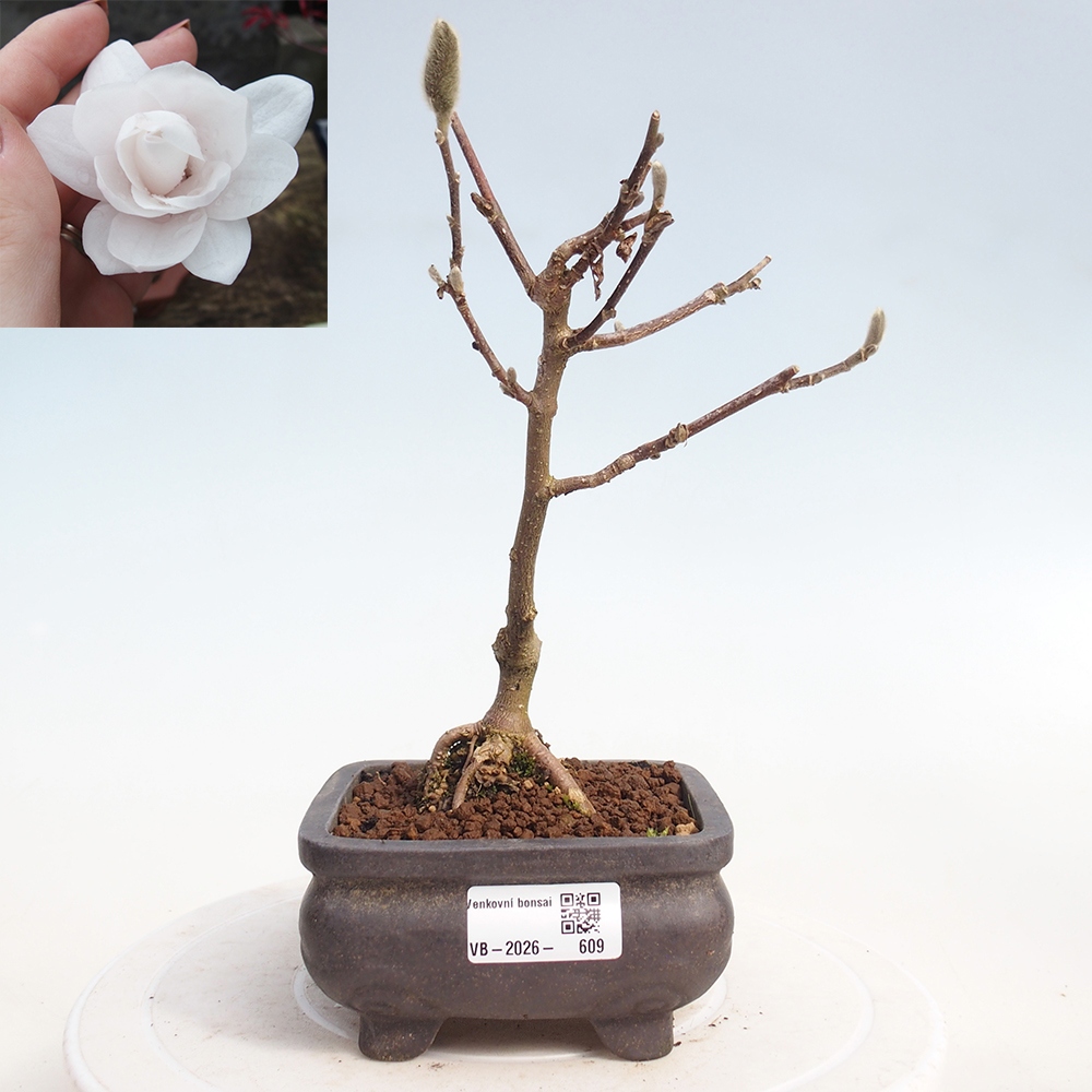 Bonsaï d'extérieur - Magnolia stellata