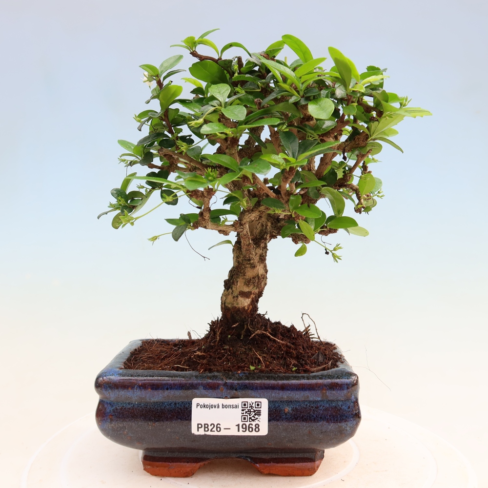 Bonsaï de chambre - Carmona macrophylla - Tea fuki