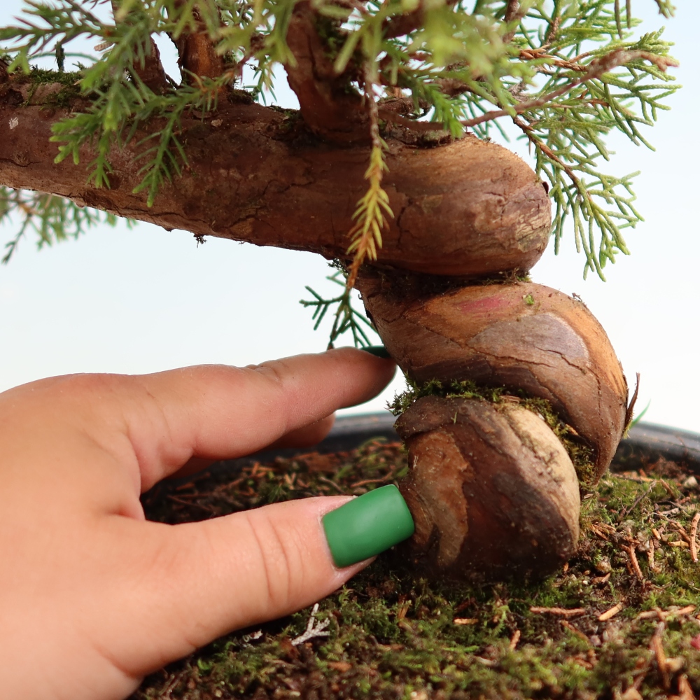 Bonsaï d'extérieur - Juniperus chinensis Itoigawa-Juniperus chinensis