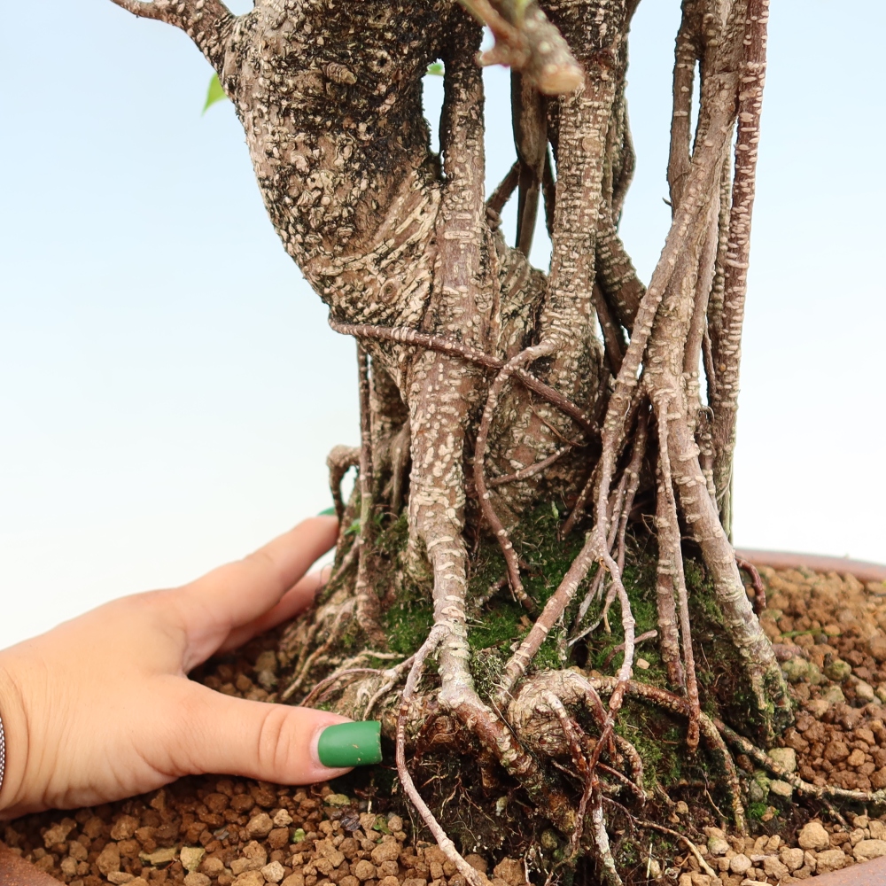 Salle bonsaï - Ficus kimmen - ficus à petites feuilles