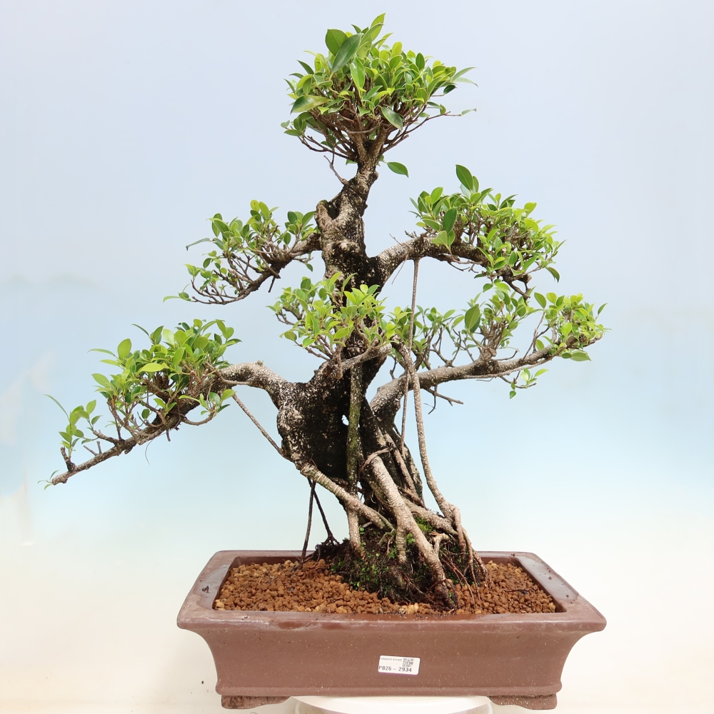 Salle bonsaï - Ficus kimmen - ficus à petites feuilles