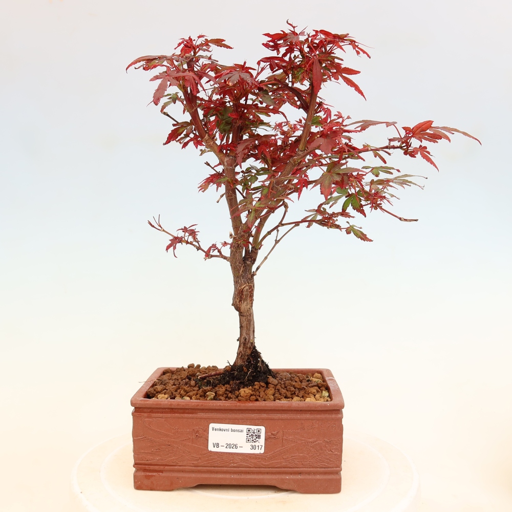 Bonsaï d'extérieur - Érable palmatum  - Acer palmatum Berry Broom 