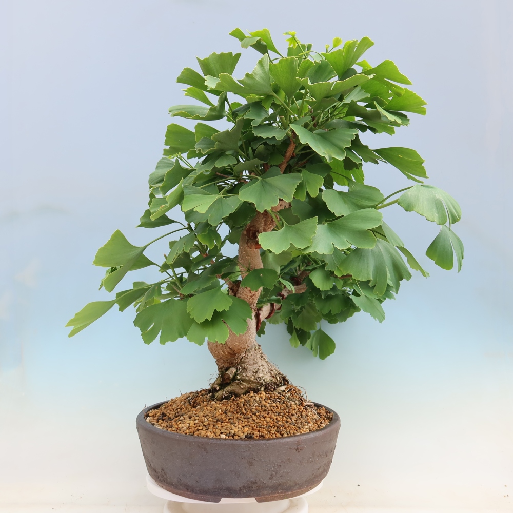 Bonsaïs d'extérieur - Ginkgo biloba - Ginkgo biloba
