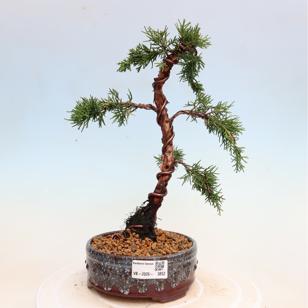 Bonsaï d'extérieur - Juniperus chinensis Kishu