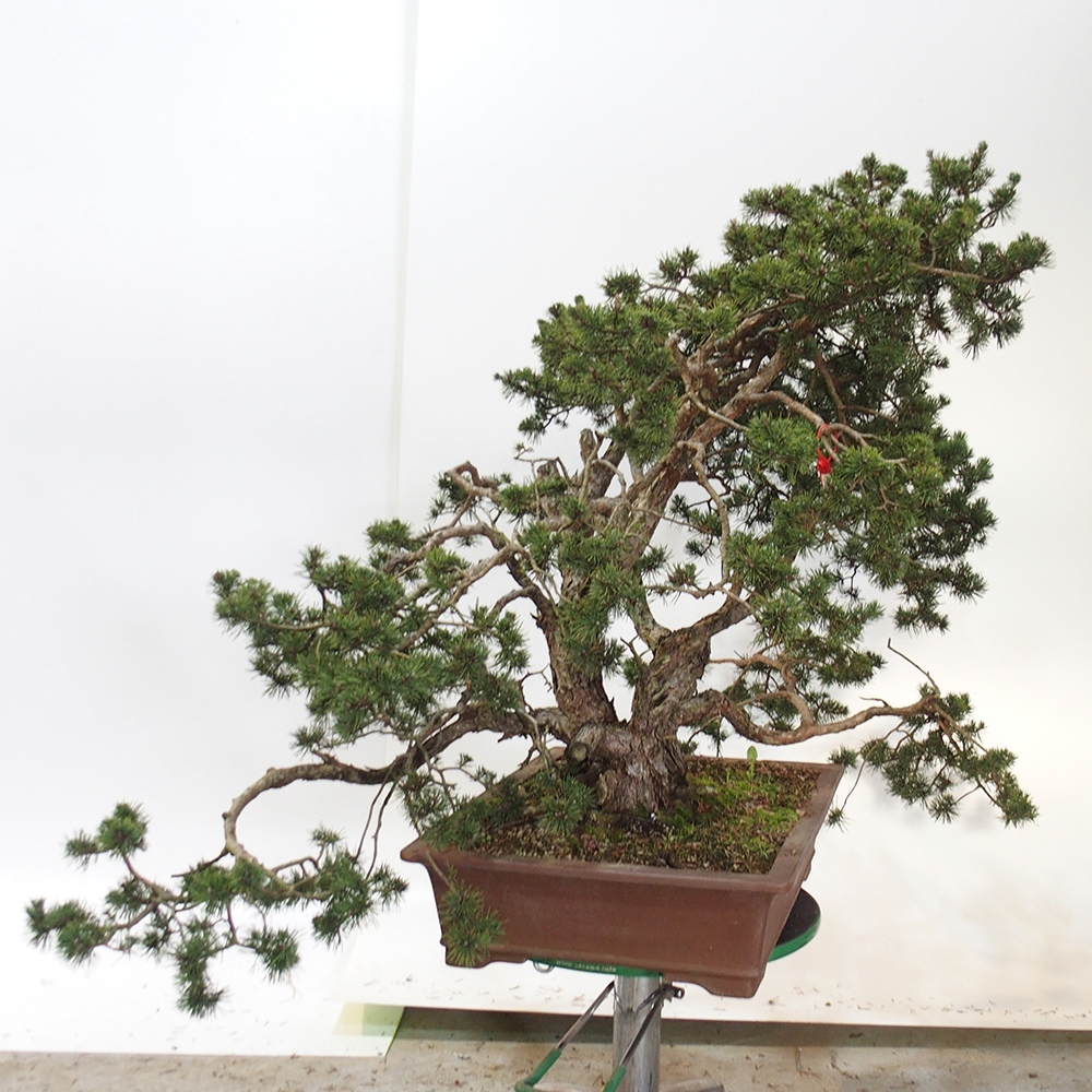 Yamadori - Pinus sylvestris Espagne