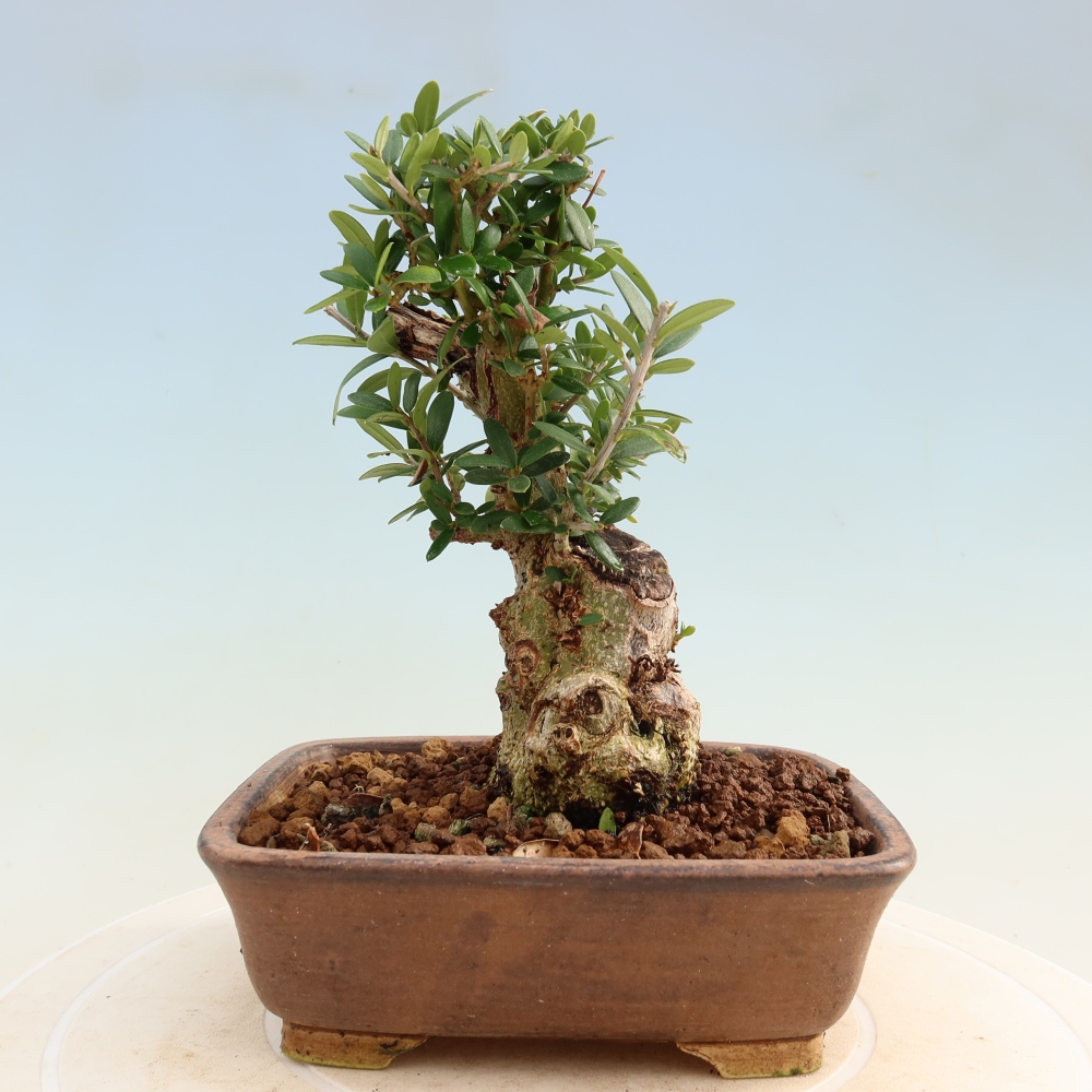 Bonsaï d'intérieur - Olea europaea sylvestris