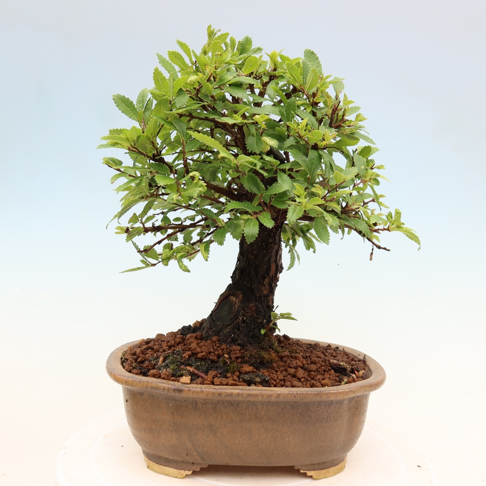Bonsaï d'extérieur - Zelkova - Zelkova NIRE