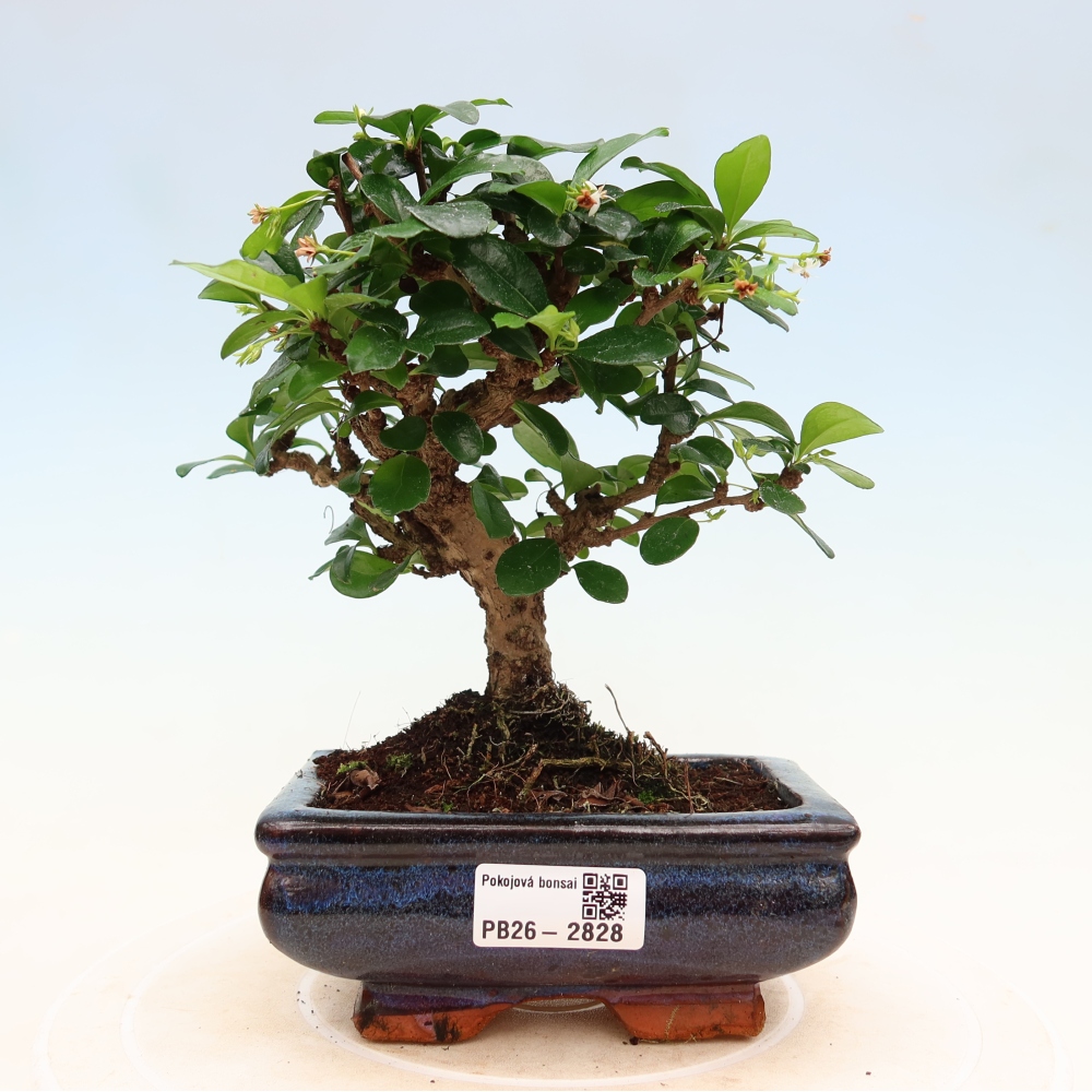 Bonsaï de chambre - Carmona macrophylla - Tea fuki