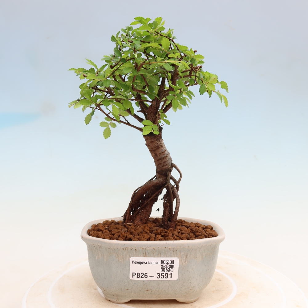 Bonsaï de chambre - Ulmus parvifolia - Orme à petites feuilles