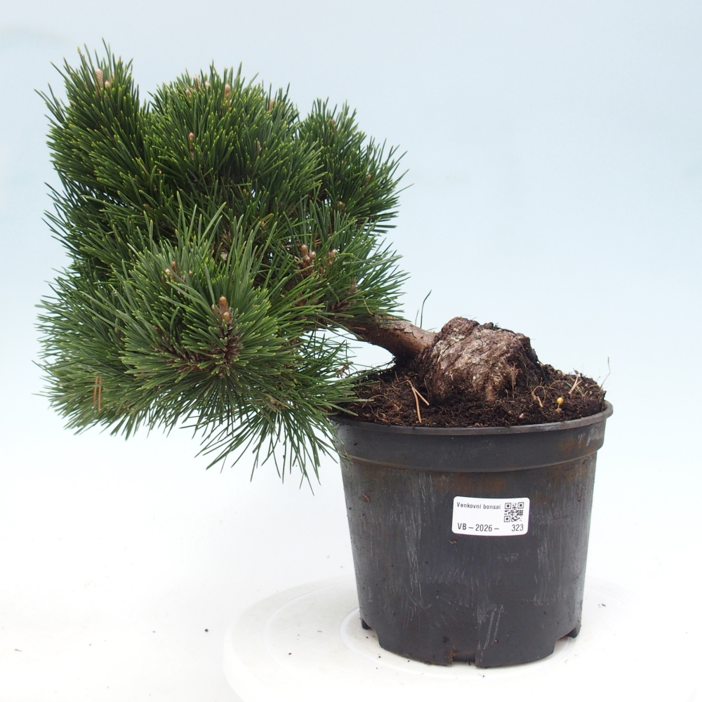 Bonsaï d'extérieur - Pinus thunbergii senjyumaru - Pin de Thunberg