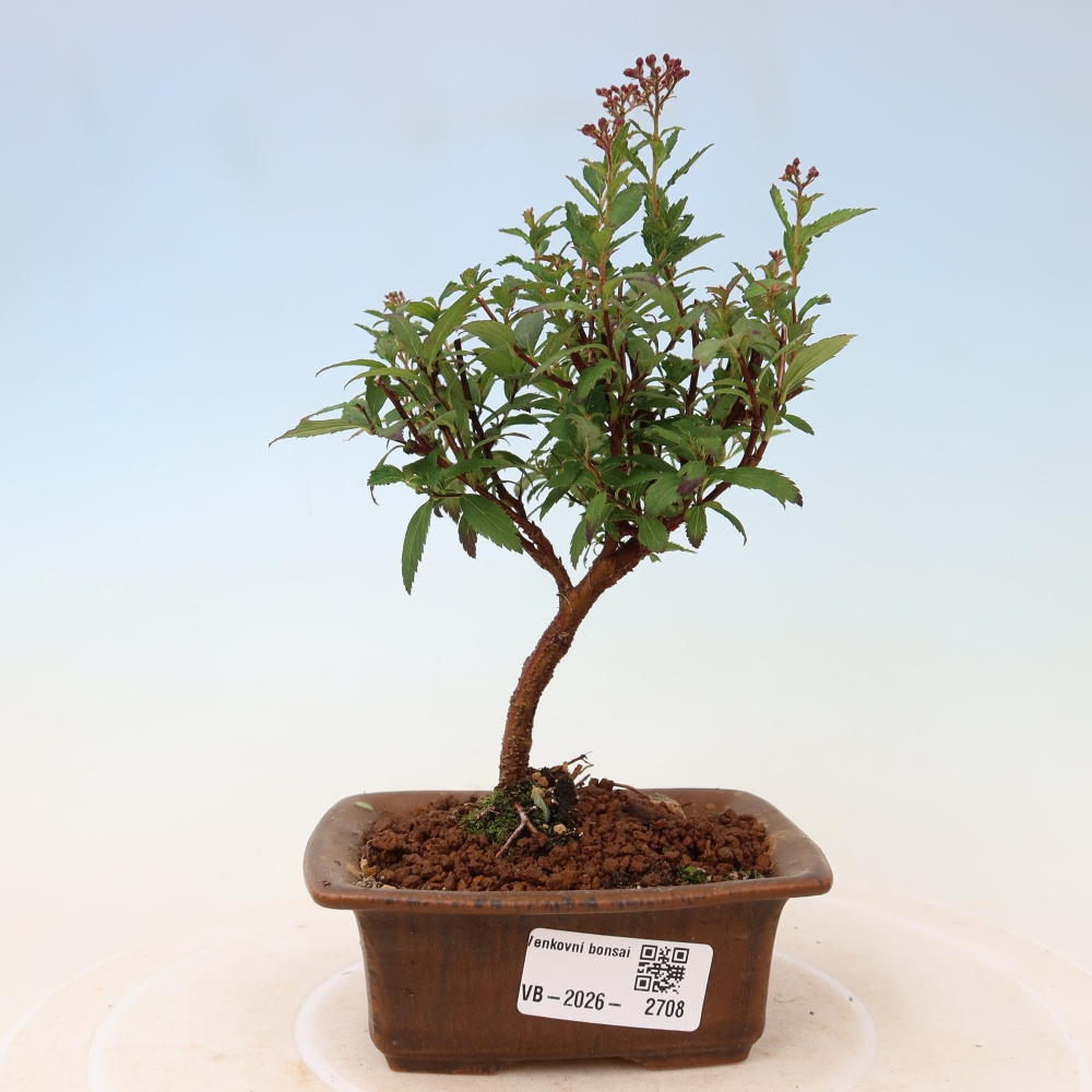 Bonsaï d'extérieur - spirée du Japon - Spirea japonica Anthony Waterer
