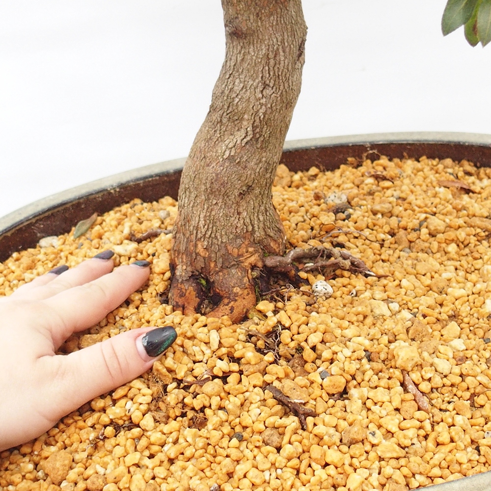 Bonsaï d'extérieur - Azalée japonaise - Azalée CHIHIRO