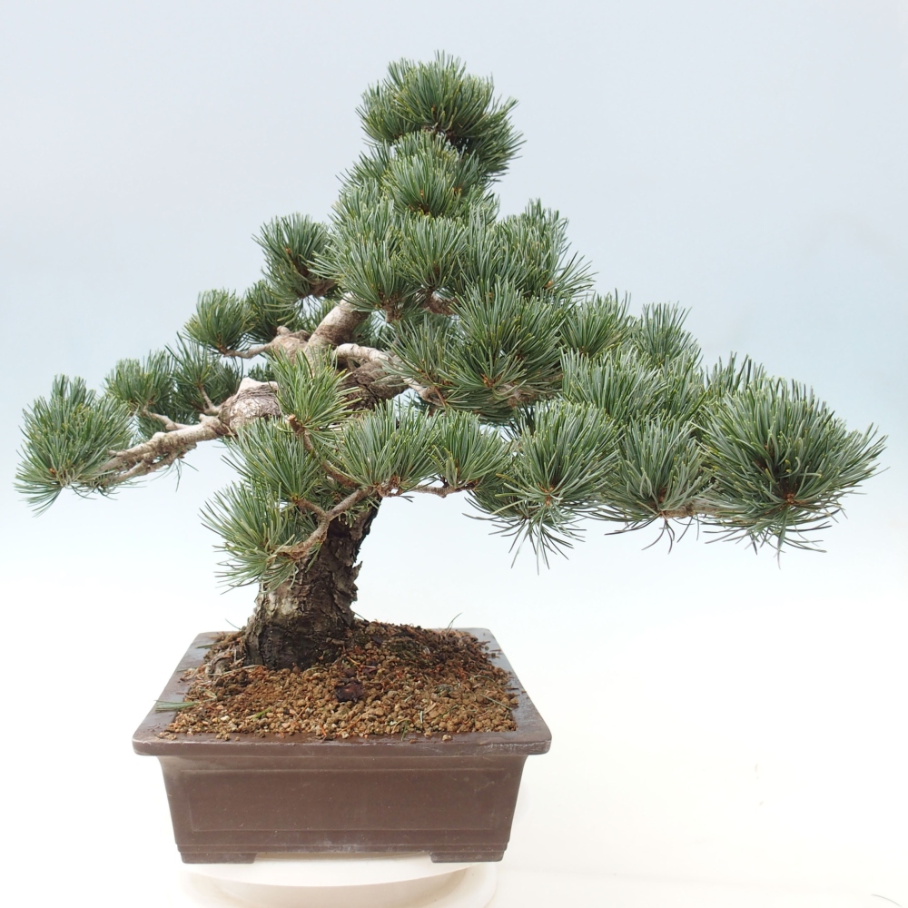 Bonsaï d'extérieur - Pinus parviflora - Pinus parviflora