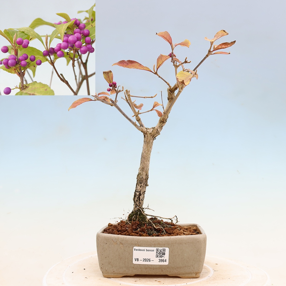Bonsaï d'extérieur - Callicarpa bodinierova profusion