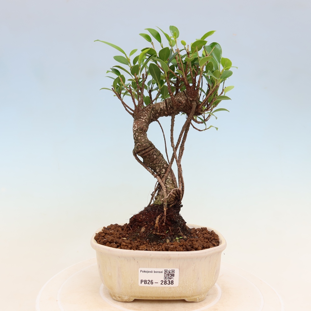 Salle bonsaï - Ficus kimmen - ficus à petites feuilles