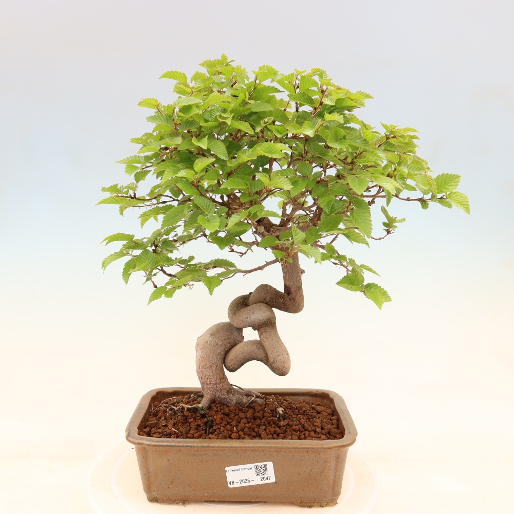 Bonsaï d'extérieur -Carpinus Coreana - Charme de Corée