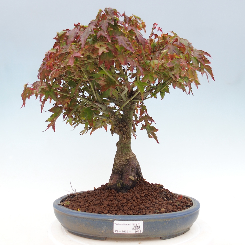 Acer palmatum KIOHIME - Érable palmé