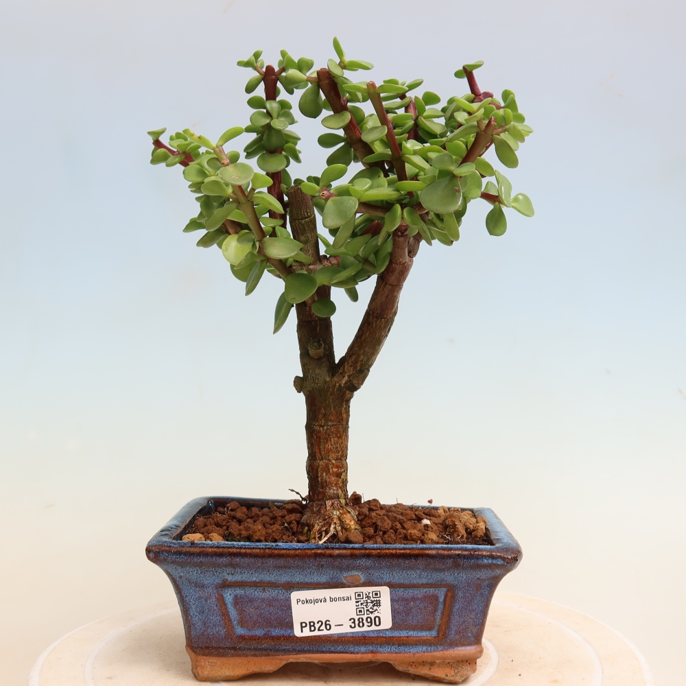 Bonsaï de chambre - Portulakaria Afra - Tlustice