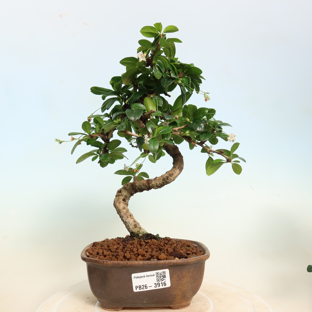Bonsaï de chambre - Carmona macrophylla - Tea fuki