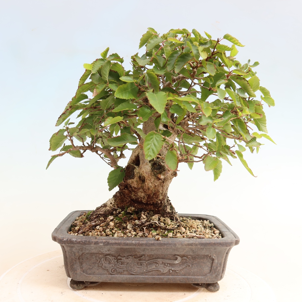 Bonsaï d'extérieur -Carpinus CARPINOIDES - Charme de Corée