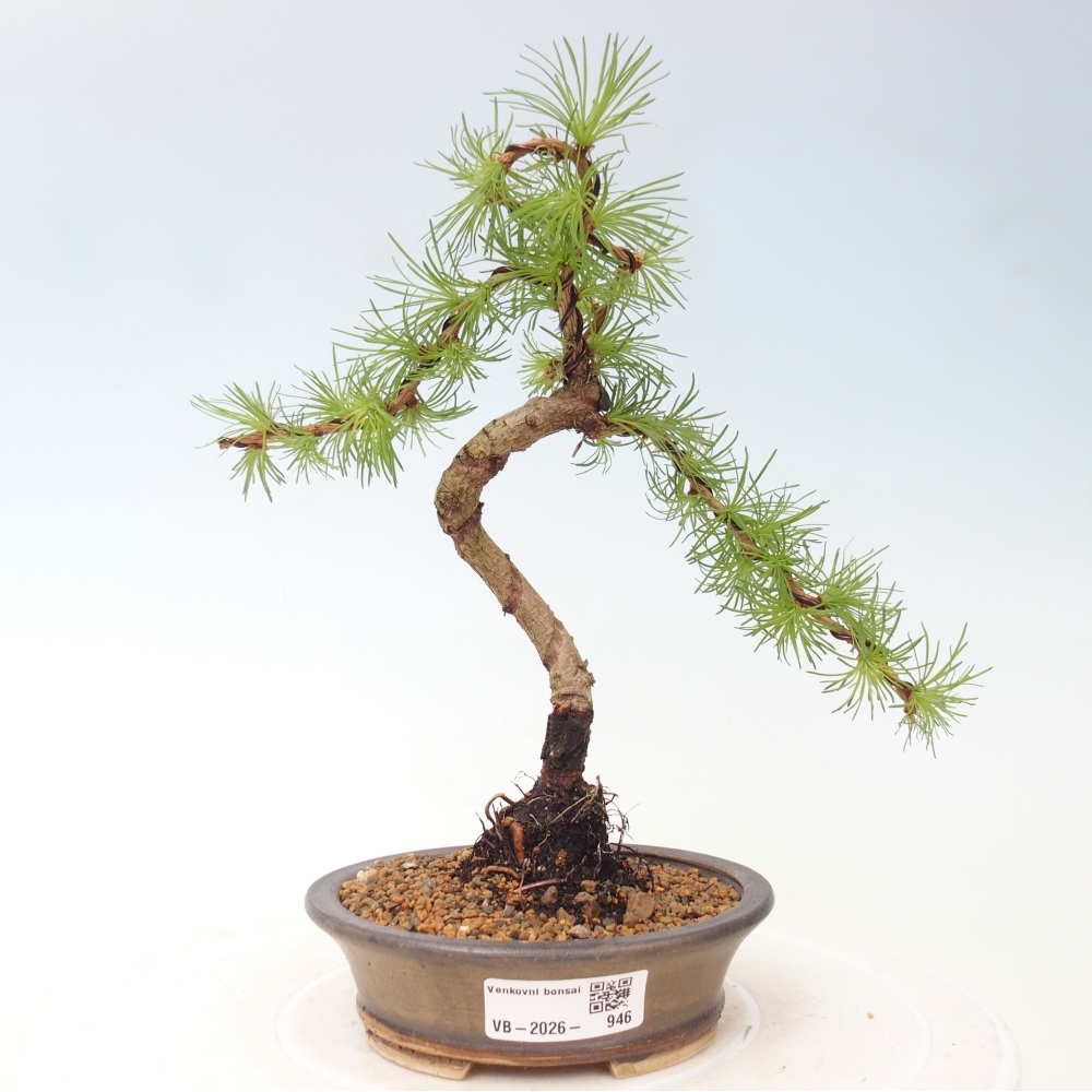 Bonsaï d'extérieur - Larix Kaempferi - Mélèze du Japon