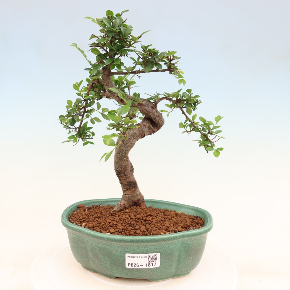 Bonsaï de chambre - Ulmus parvifolia - Orme à petites feuilles