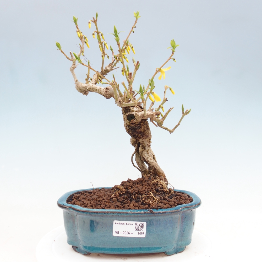 Bonsaï d'extérieur - Zlatice - Forsythia koreana