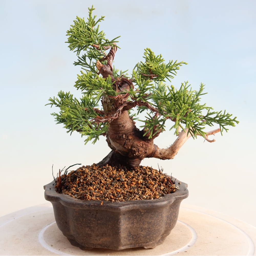 Bonsaï d'extérieur - Juniperus chinensis Itoigawa