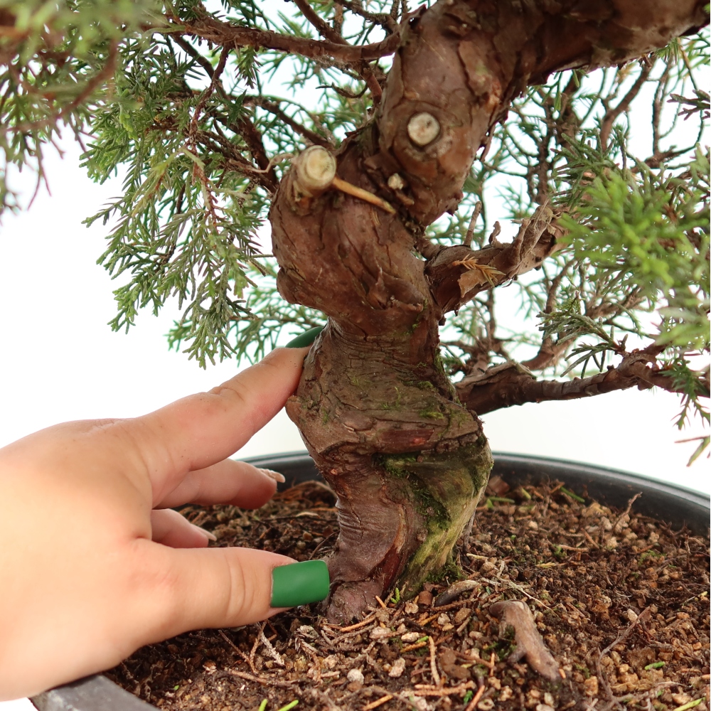 Bonsaï d'extérieur - Juniperus chinensis Itoigawa-Juniperus chinensis