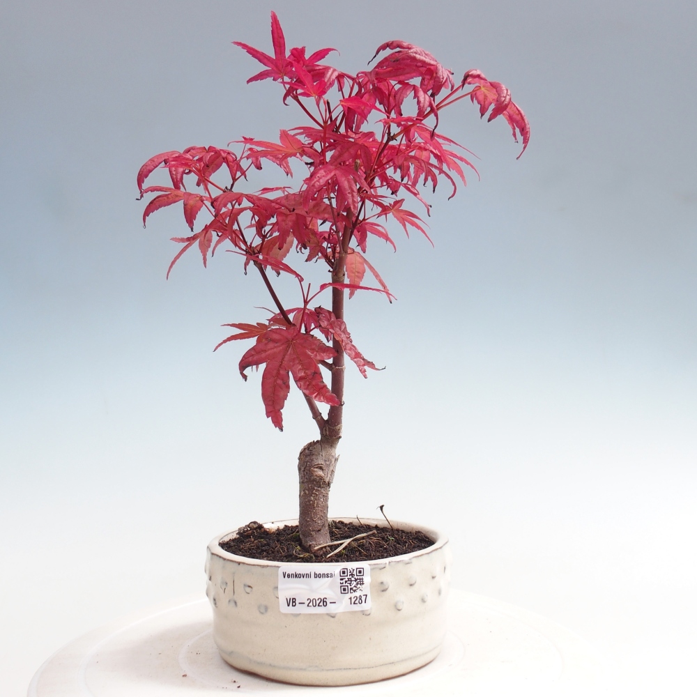 Bonsaï d'extérieur - Acer palmatum DESHOJO